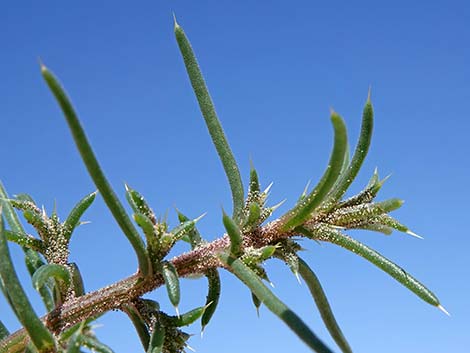 Prickly Russian Thistle (Salsola tragus)