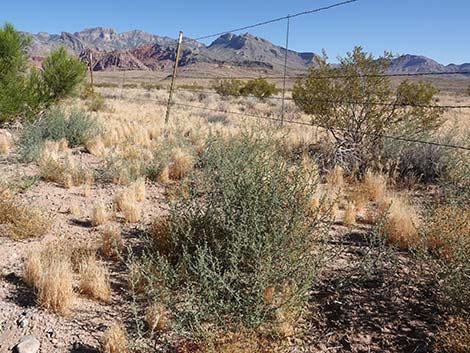 Prickly Russian Thistle (Salsola tragus)