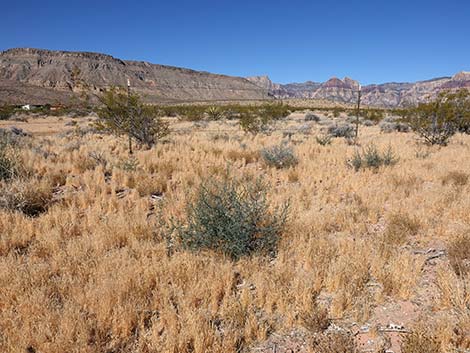 Prickly Russian Thistle (Salsola tragus)