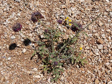 Chia (Salvia columbariae)