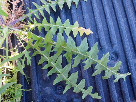 Tall Tumblemustard (Sisymbrium altissimum)