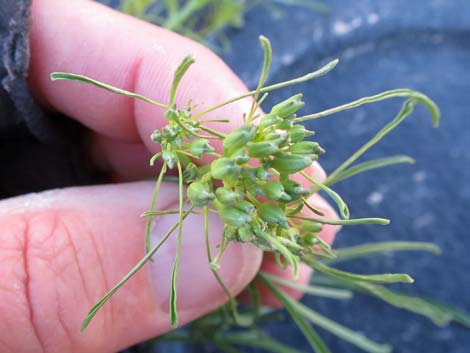 Tall Tumblemustard (Sisymbrium altissimum)