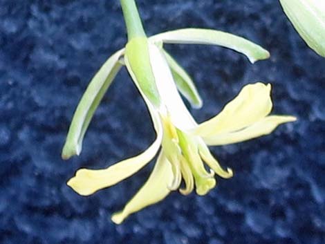 Tall Tumblemustard (Sisymbrium altissimum)