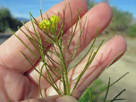 London Rocket Mustard (Sisymbrium irio)