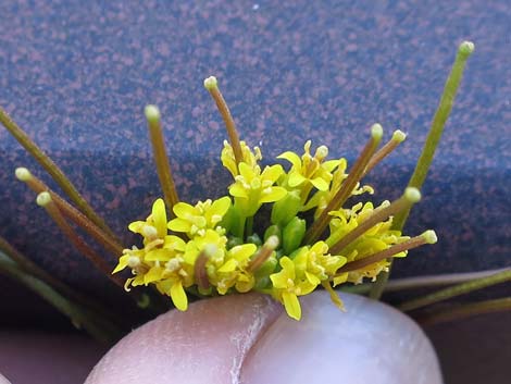 London Rocket Mustard (Sisymbrium irio)