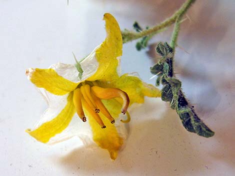 Buffalobur Nightshade (Solanum rostratum)