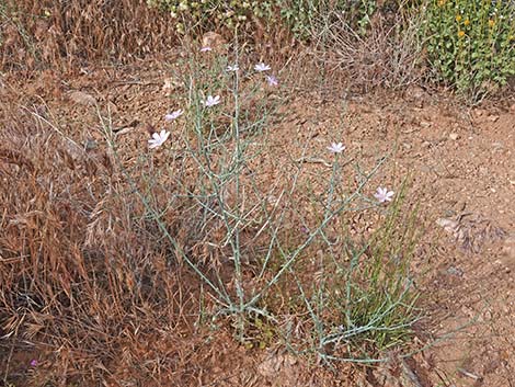 Small Wirelettuce (Stephanomeria exigua)