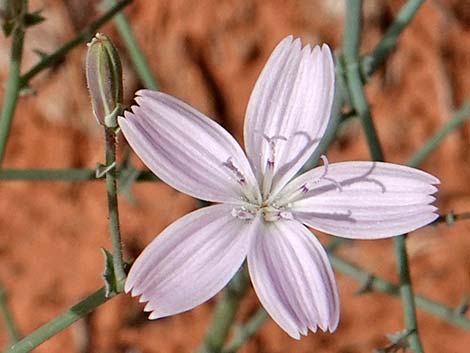 Small Wirelettuce (Stephanomeria exigua)