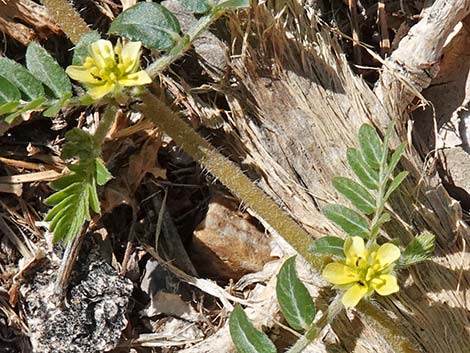 Puncturevine (Tribulus terrestris)