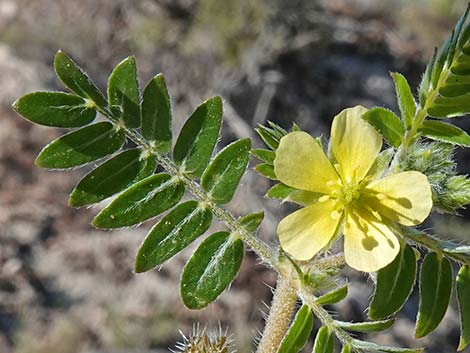 Puncturevine (Tribulus terrestris)