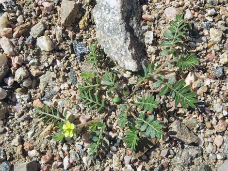 Puncturevine (Tribulus terrestris)