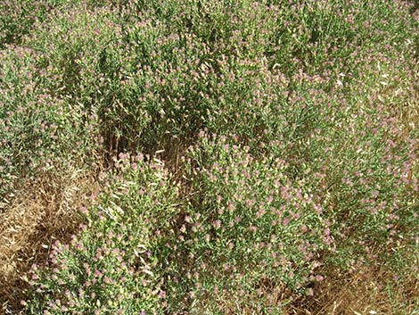 Russian Knapweed (Acroptilon repens)