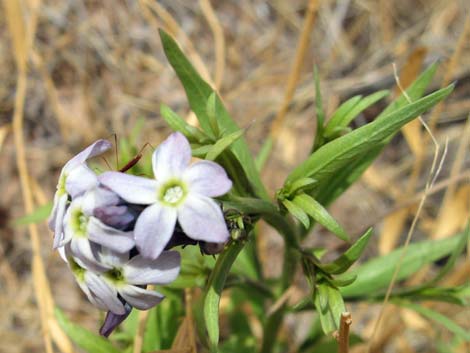 Woolly Bluestar (Amsonia tomentosa)