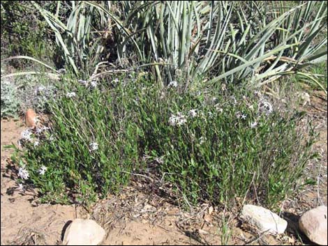 Woolly Bluestar (Amsonia tomentosa)