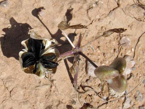 Pink Funnel Lily (Androstephium breviflorum)