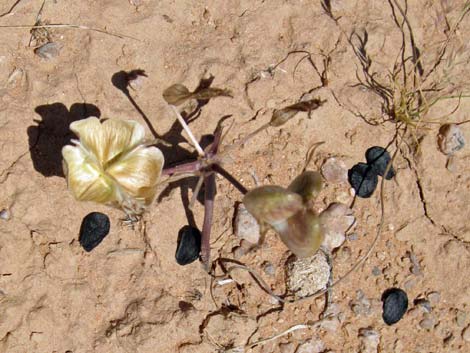 Pink Funnel Lily (Androstephium breviflorum)