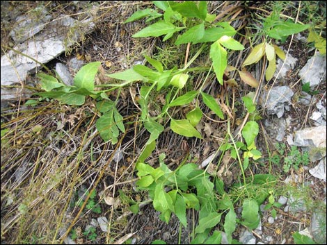 Charleston Mountain Angelica (Angelica scabrida)