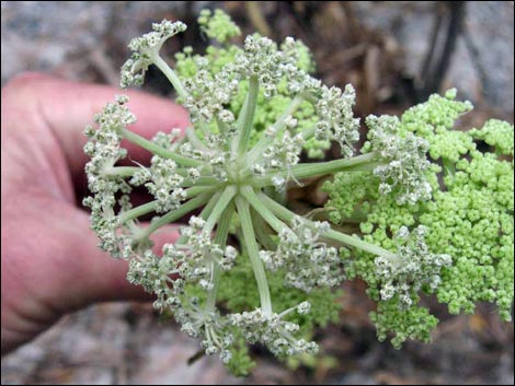 Charleston Mountain Angelica (Angelica scabrida)