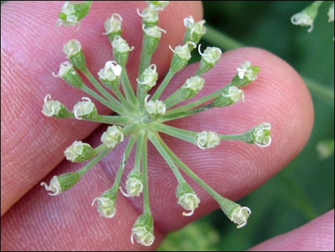 Charleston Mountain Angelica (Angelica scabrida)