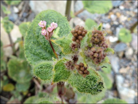 Valley Ringstem (Anulocaulis annulatus)