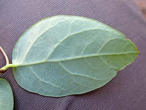 Spreading Dogbane (Apocynum androsaemifolium)