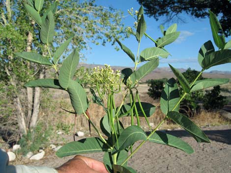 Indian Hemp (Apocynum cannabinum)