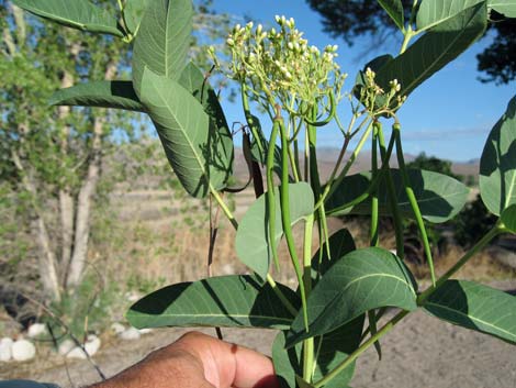 Indian Hemp (Apocynum cannabinum)