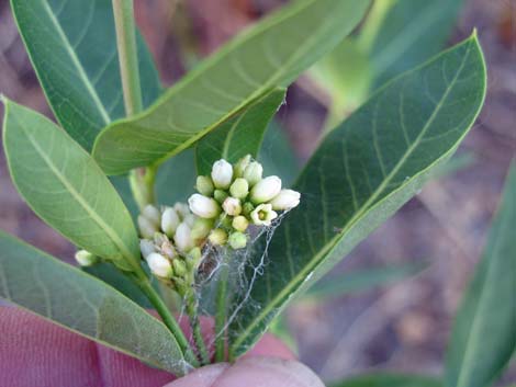 Indian Hemp (Apocynum cannabinum)