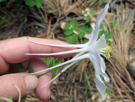 Colorado Blue Columbine (Aquilegia coerulea)