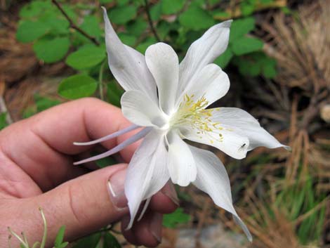 Colorado Blue Columbine (Aquilegia coerulea)