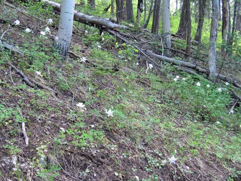 Colorado Blue Columbine (Aquilegia coerulea)