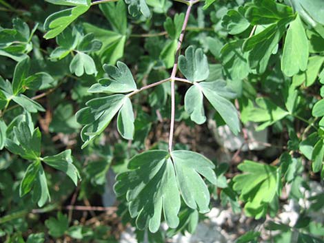 Western Columbine (Aquilegia formosa)