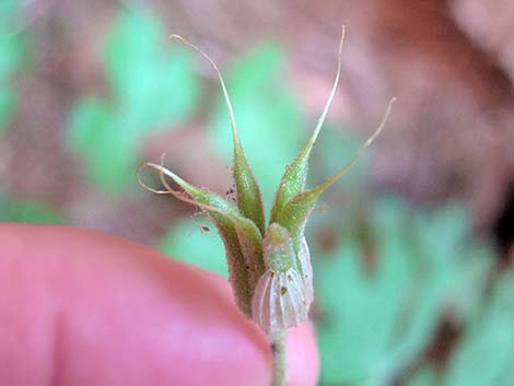 Mancos Columbine (Aquilegia micrantha)