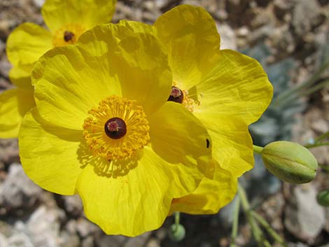 California Bearpoppy (Arctomecon californica)