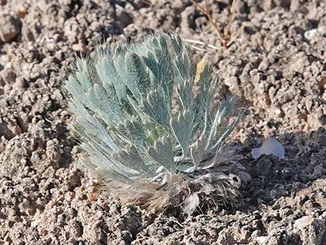 California Bearpoppy (Arctomecon californica)