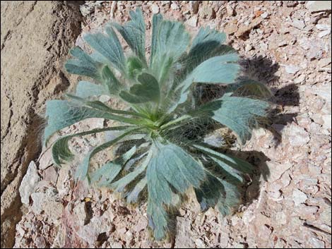 California Bearpoppy (Arctomecon californica)