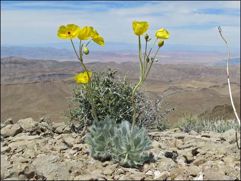 California Bearpoppy (Arctomecon californica)