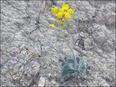 California Bearpoppy (Arctomecon californica)