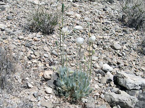 Desert Bearpoppy (Arctomecon merriamii)