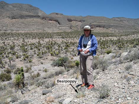 Desert Bearpoppy (Arctomecon merriamii)