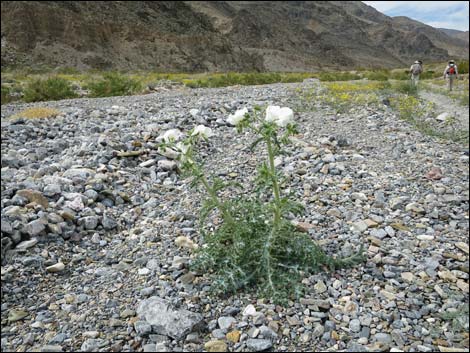 Mojave Pricklypoppy (Argemone corymbosa)