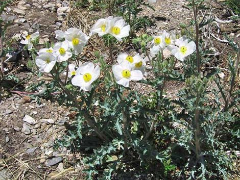 Flatbud Pricklypoppy (Argemone munita)