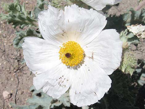 Flatbud Pricklypoppy (Argemone munita)