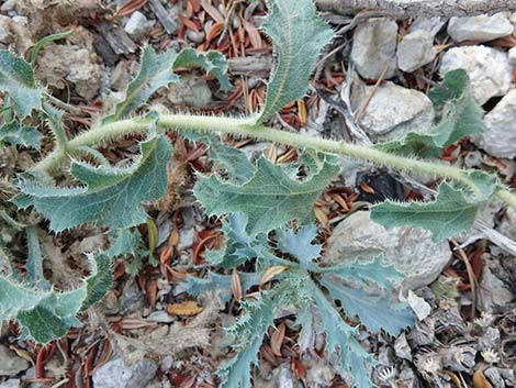 Flatbud Pricklypoppy (Argemone munita)