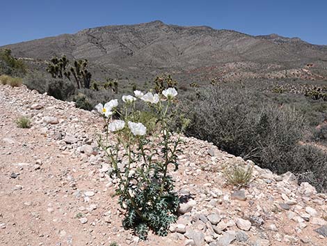 Flatbud Pricklypoppy (Argemone munita)