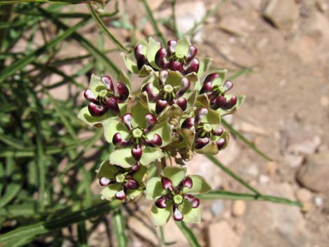 Spider Milkweed (Asclepias asperula)