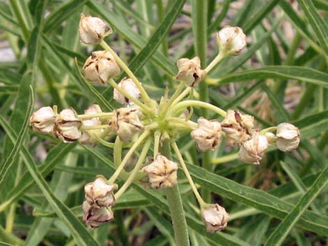 Spider Milkweed (Asclepias asperula)