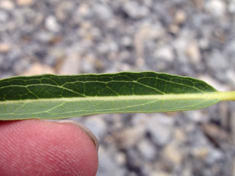 Spider Milkweed (Asclepias asperula)