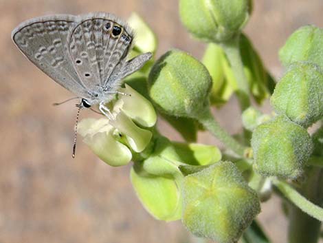 Desert Milkweed (Asclepias erosa)