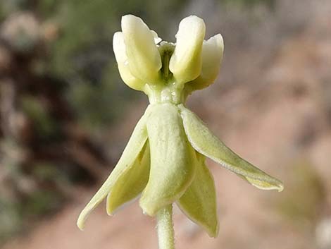 Desert Milkweed (Asclepias erosa)